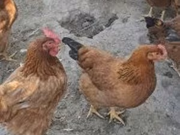Dänische Henne