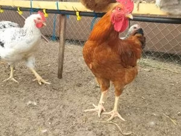 Куры