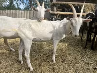 Kozioł, Saanen goat — zdjęcie 8