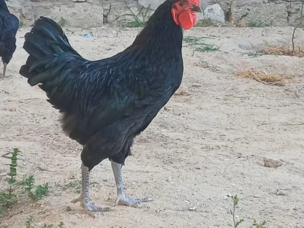 Australijska pit borbena kokoš