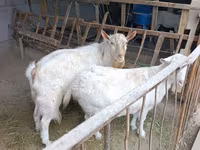 Ovelha, Rhon sheep — foto 8