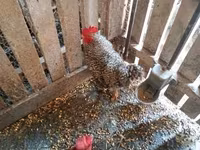 Chickens — 写真 3