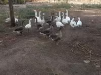 Geese — 1-rasm