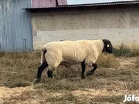 公羊, White Suffolk sheep — 照片 2