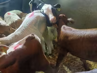 Goveda (partija, pol nije naveden), Simmental cattle — fotografija 2