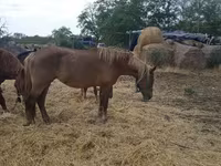 Koń, Konie — zdjęcie 4