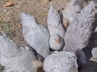 Brahma — Foto 6