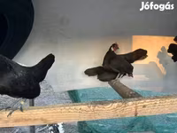 Chickens — الصورة 2