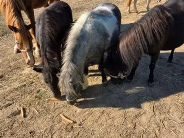 Yegua, Caballos