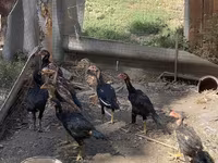 Chickens — fotografija 2