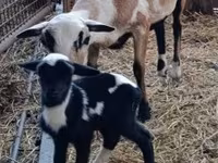 Carnero, Dorper sheep — foto 3