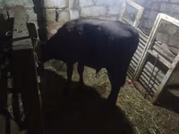 Bull, Aberdeen-Angus — photo 2