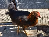Chickens — फ़ोटो 4