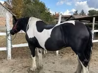 雌馬, Gypsy horse — 写真 1