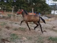 Stute, Lipizzaner — Foto 3