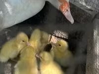 Ducks — fotografija 1