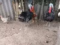 Turkeys — fotografija 2