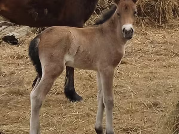 雌馬, Kazakh horse