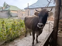 Cow, Swiss cattle — photo 2