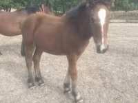 Mare, Horses — photo 3