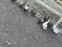 Ducks — fotografija 2