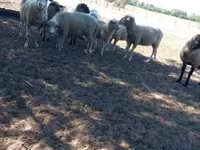 Ram, Sheep — photo 1