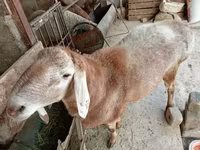 Widder, Arashan sheep — Foto 3
