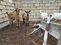 Koza, Saanen goat — fotografija 2