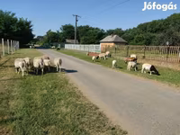 Widder, Dorper sheep — Foto 7