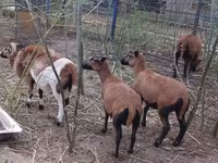 Baran, Cameroon sheep — zdjęcie 4