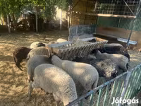 Schaf, White Suffolk sheep — Foto 1