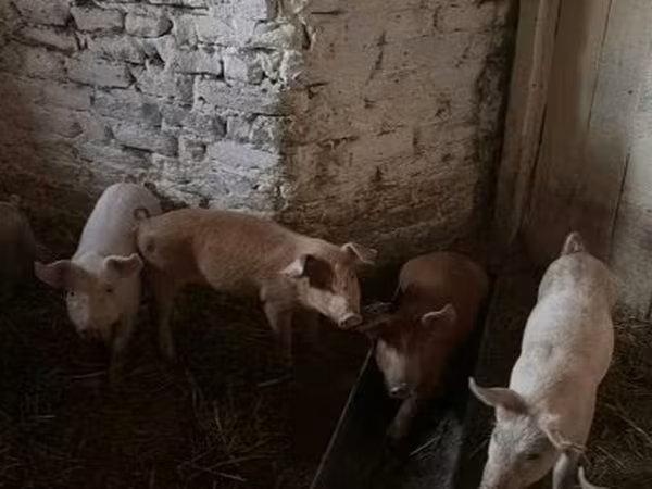 خنزيرة, Крупная белая