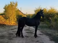Cheval, Friesian — photo 5