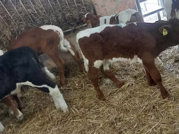 Bik, Simmental cattle