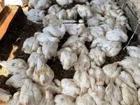 Chickens — fotografija 2