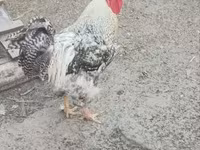Chickens — 照片 4
