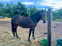 Koń, Lipizzaner — zdjęcie 2