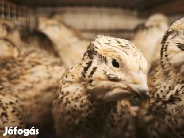 Quails