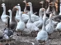 Geese — 写真 1