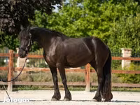 فرس, Friesian — الصورة 2