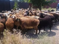Bélier, Moutons — photo 4