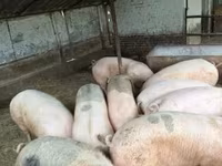 Boar, Pigs — photo 1