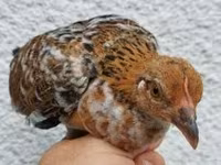 Chickens — الصورة 5