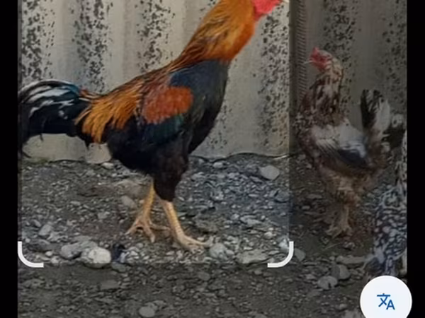 Ajam cemani