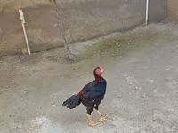 Chickens — fotografija 5