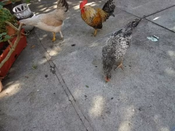 Japanisches Bantam