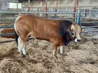 雄牛, Partenaise cattle — 写真 1