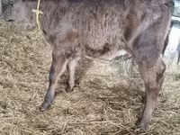 Vaca, Vaca Limousin — foto 3