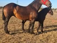 Caballo, Percheron — foto 6