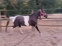 घोड़ी, Appaloosa — फ़ोटो 6